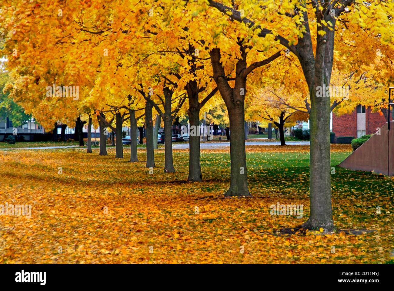 Golden yellow maple tree show full fall autumn colors in Michigan Stock