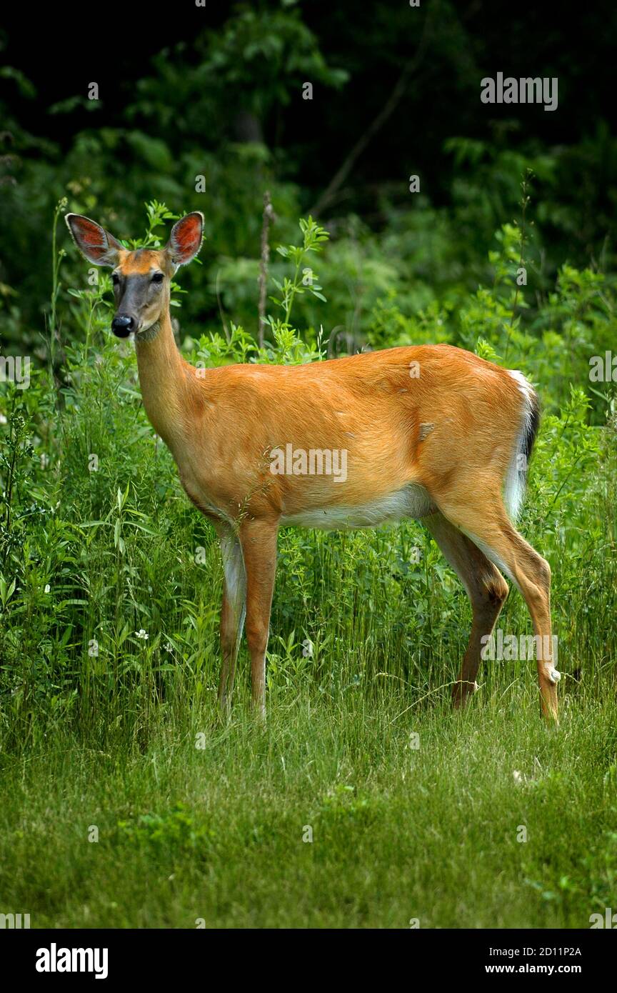 Portrait of a female Michigan white tail deer Stock Photo Alamy