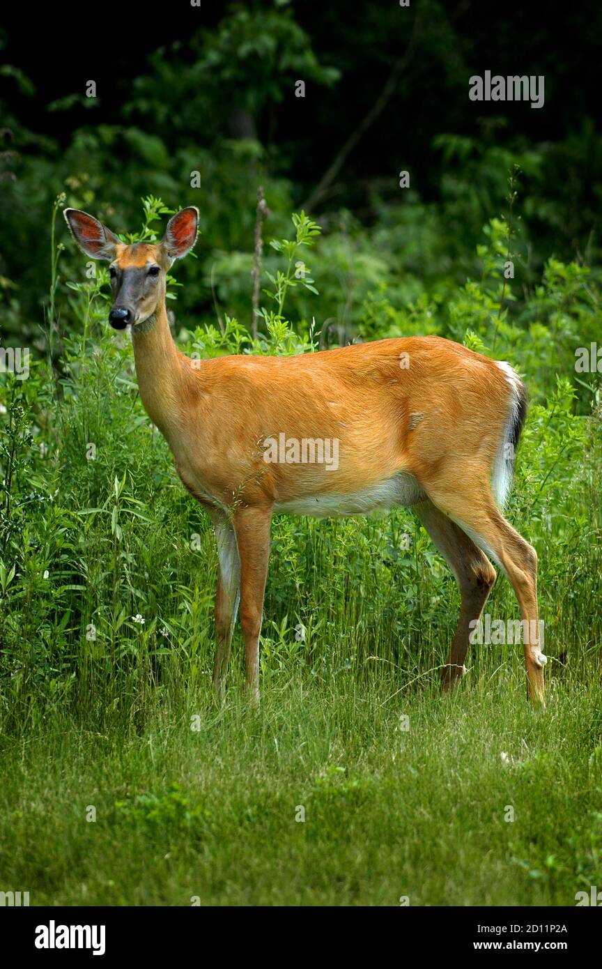 Portrait of a female Michigan white tail deer Stock Photo
