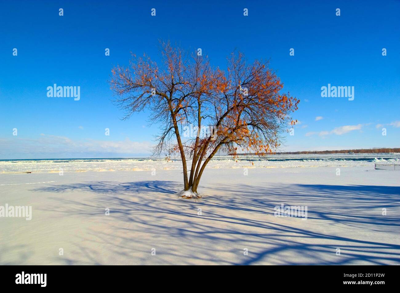 Winter Scene with single small tree in the snow Stock Photo