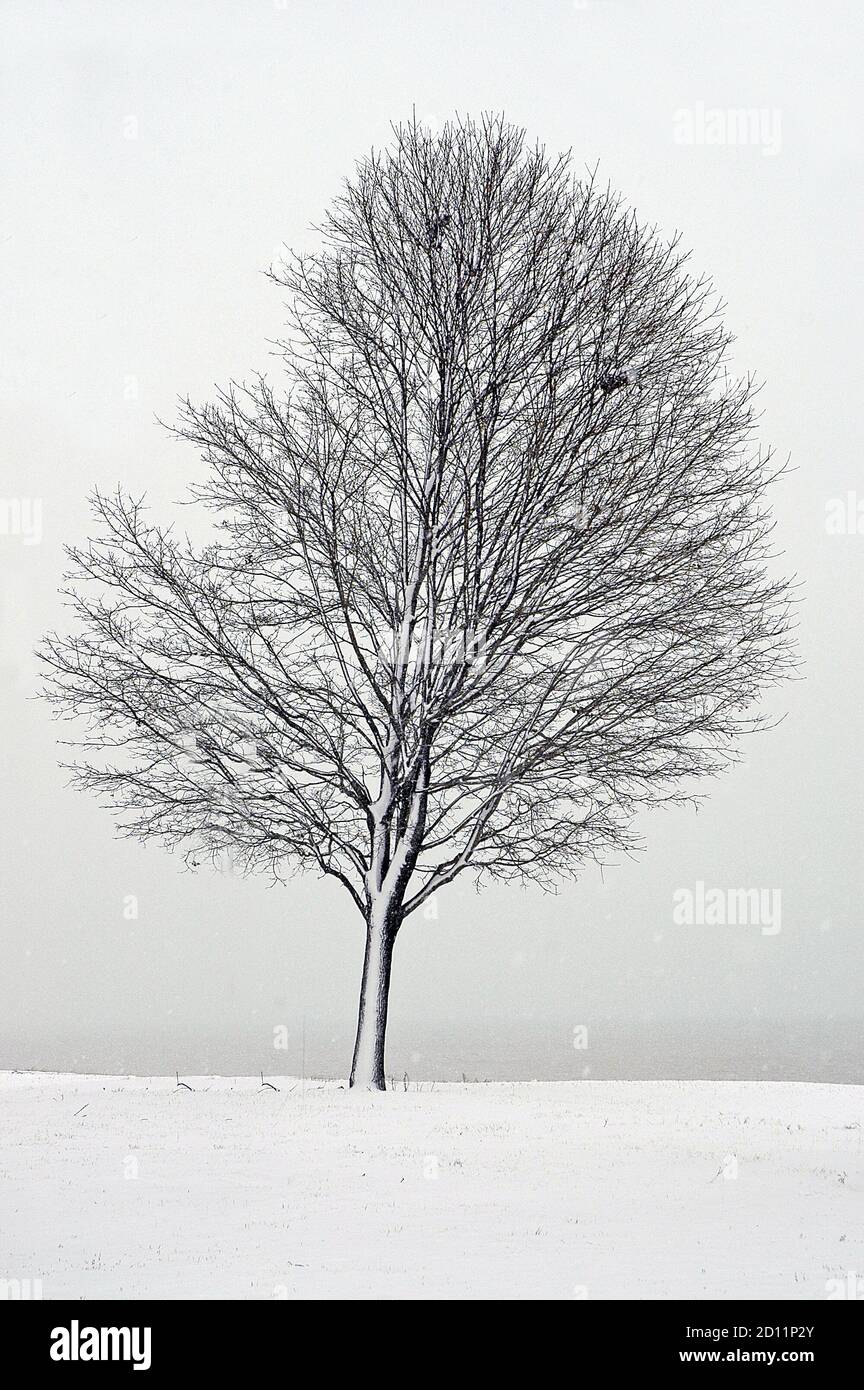 Winter scene with wet snow stick sticking to trees at Port Huron Michigan Stock Photo