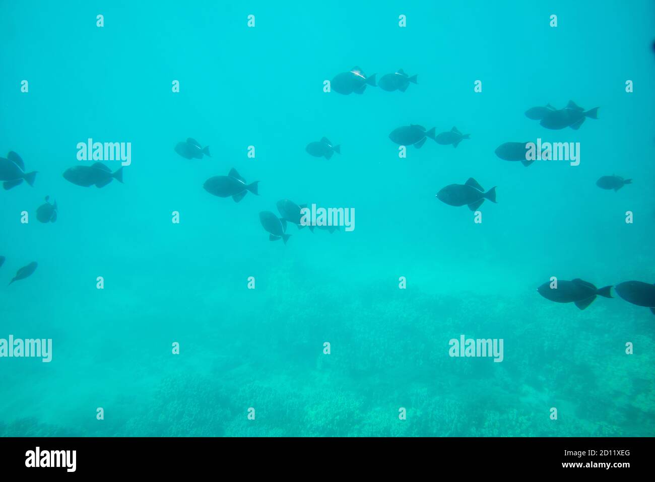 Maui, Hawaii.   A school of Black Durgon Triggerfish swimming in the pacific ocean. Stock Photo