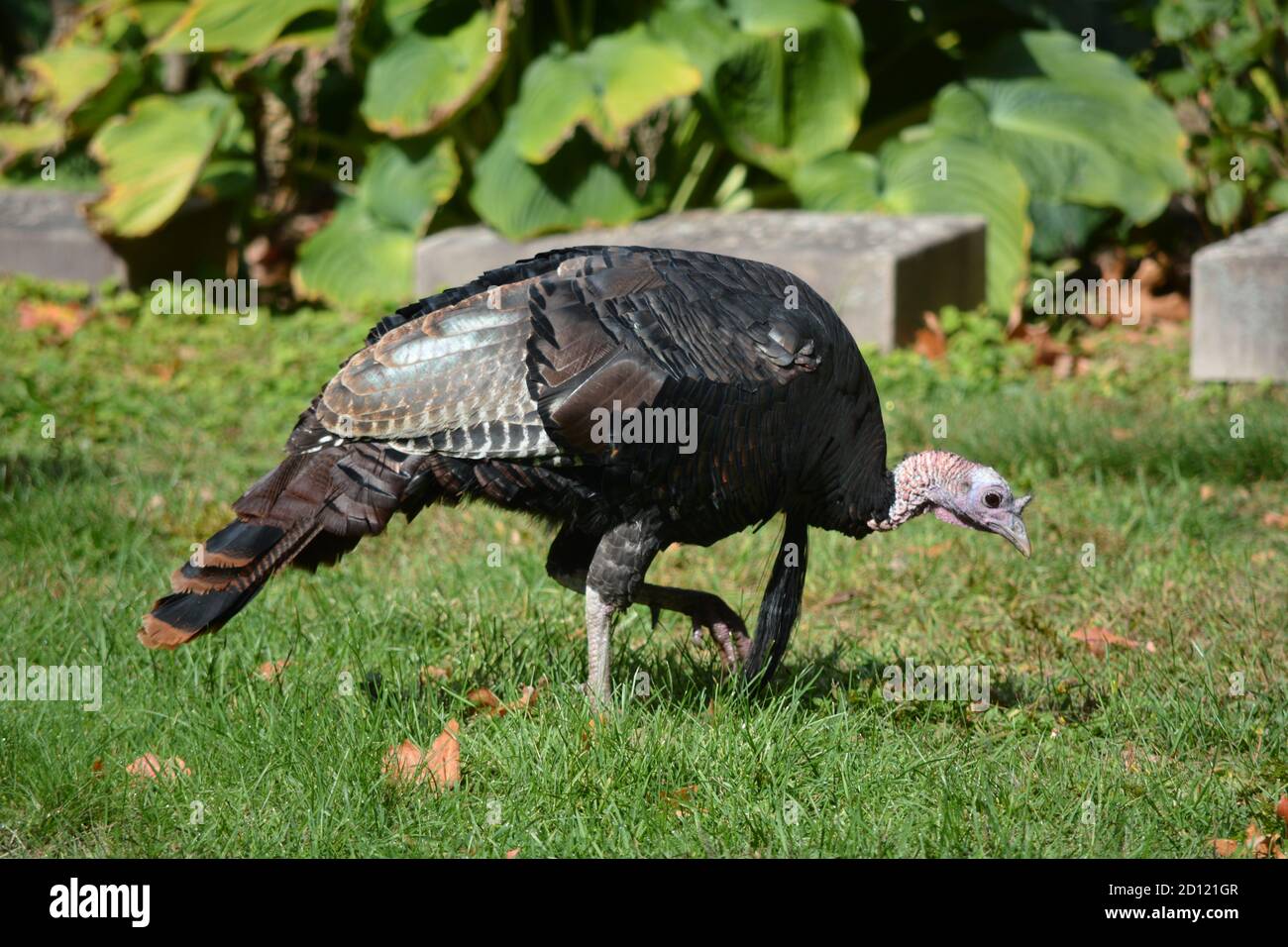 In the iconic Mount Auburn Cemetery, home to many historical figures