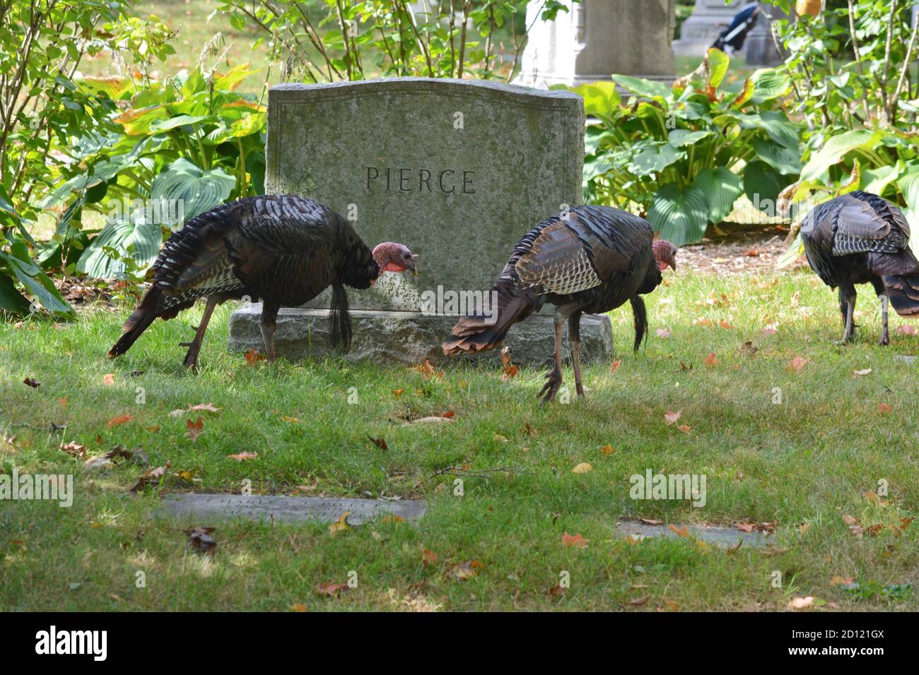 In the iconic Mount Auburn Cemetery, home to many historical figures
