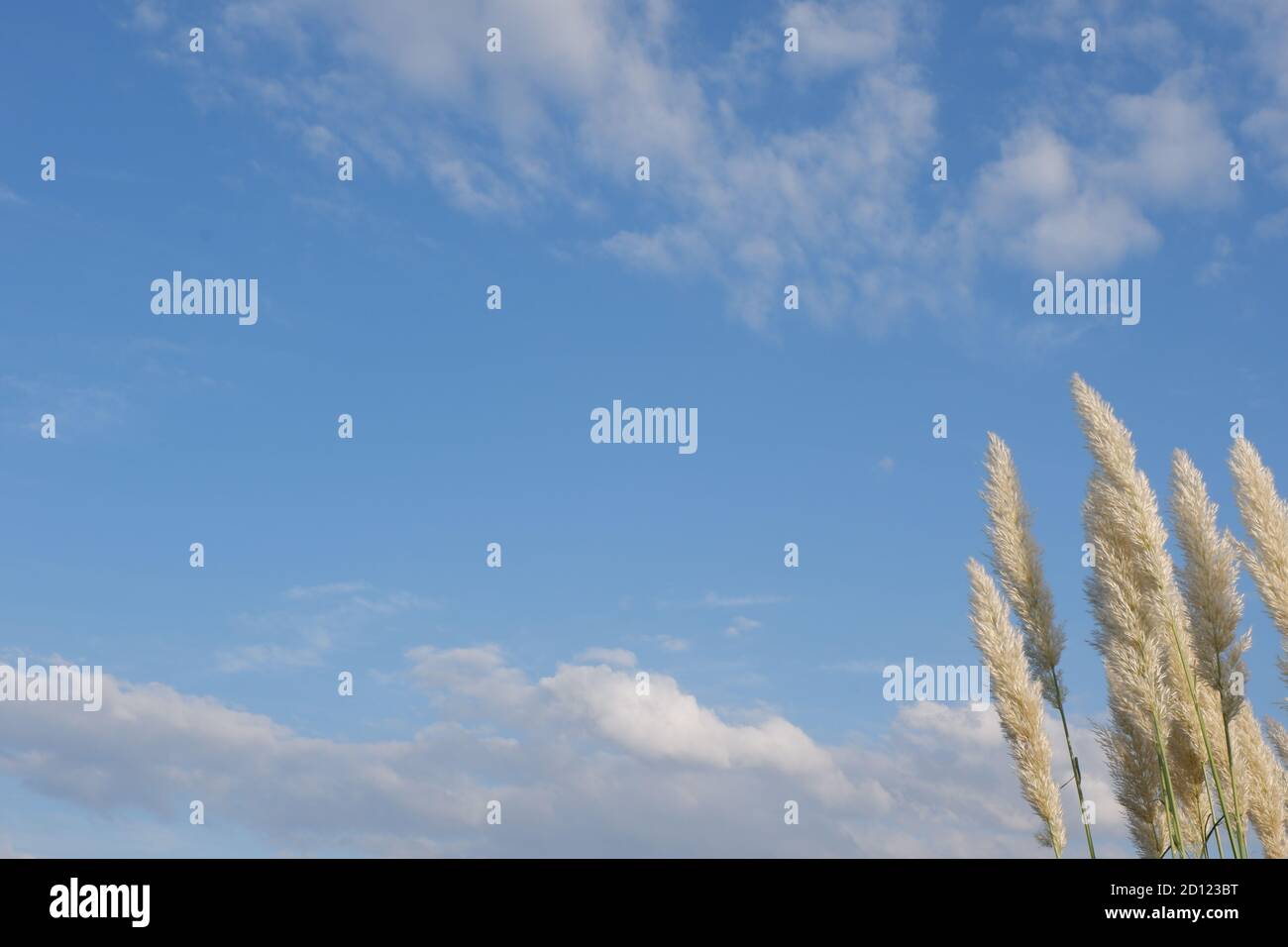View of plants on beautiful sky Stock Photo
