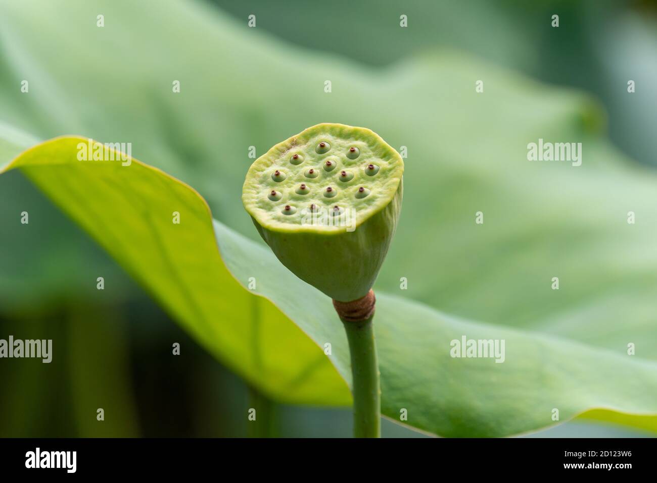 Lotus pod against green leaves in China Stock Photo