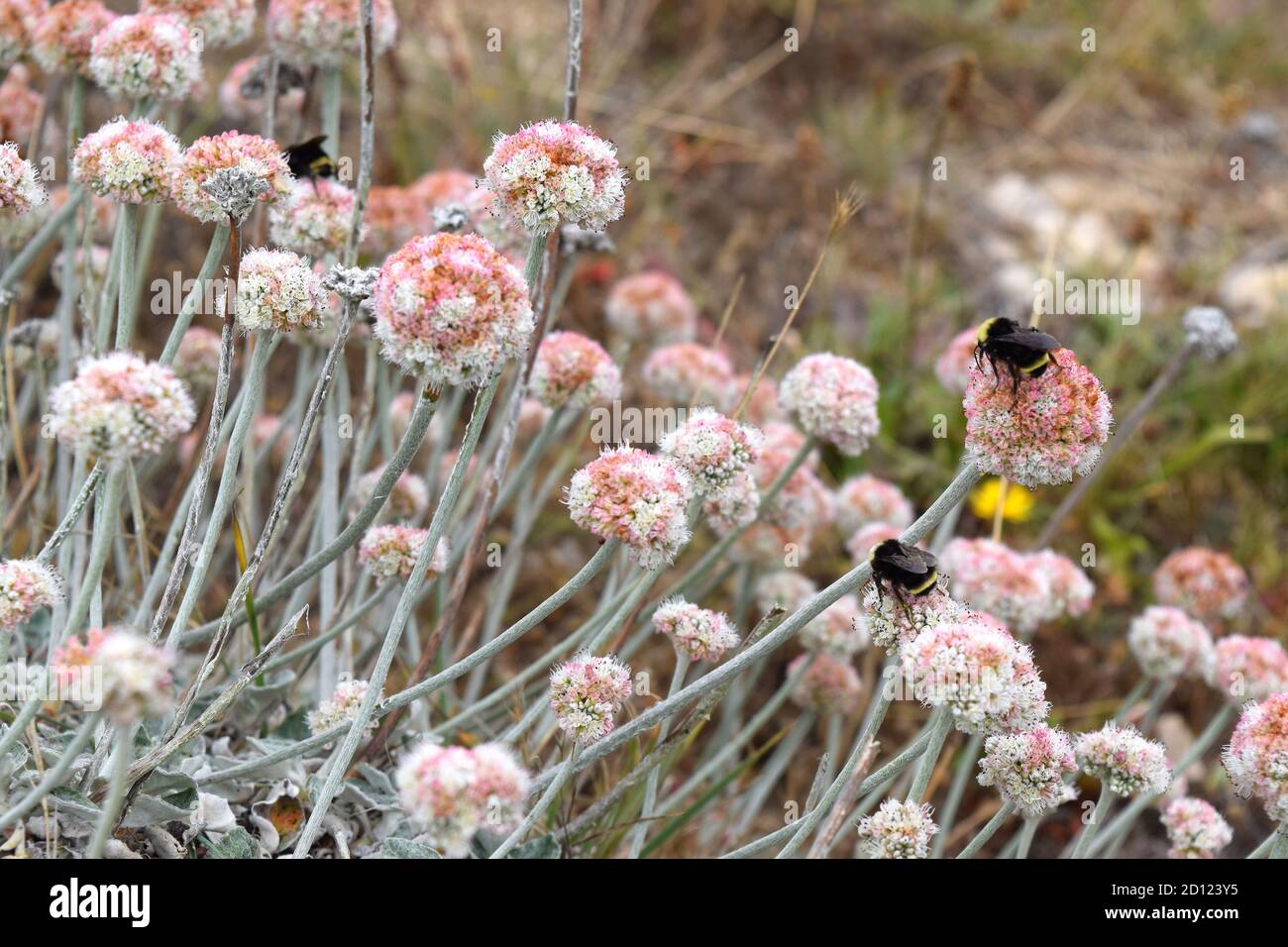 Van Dyke's bumblebees (bombus vandykei) hovering over buckwheat (eriogonum latifolia) flowers at Point Reyes National Seashore. Stock Photo