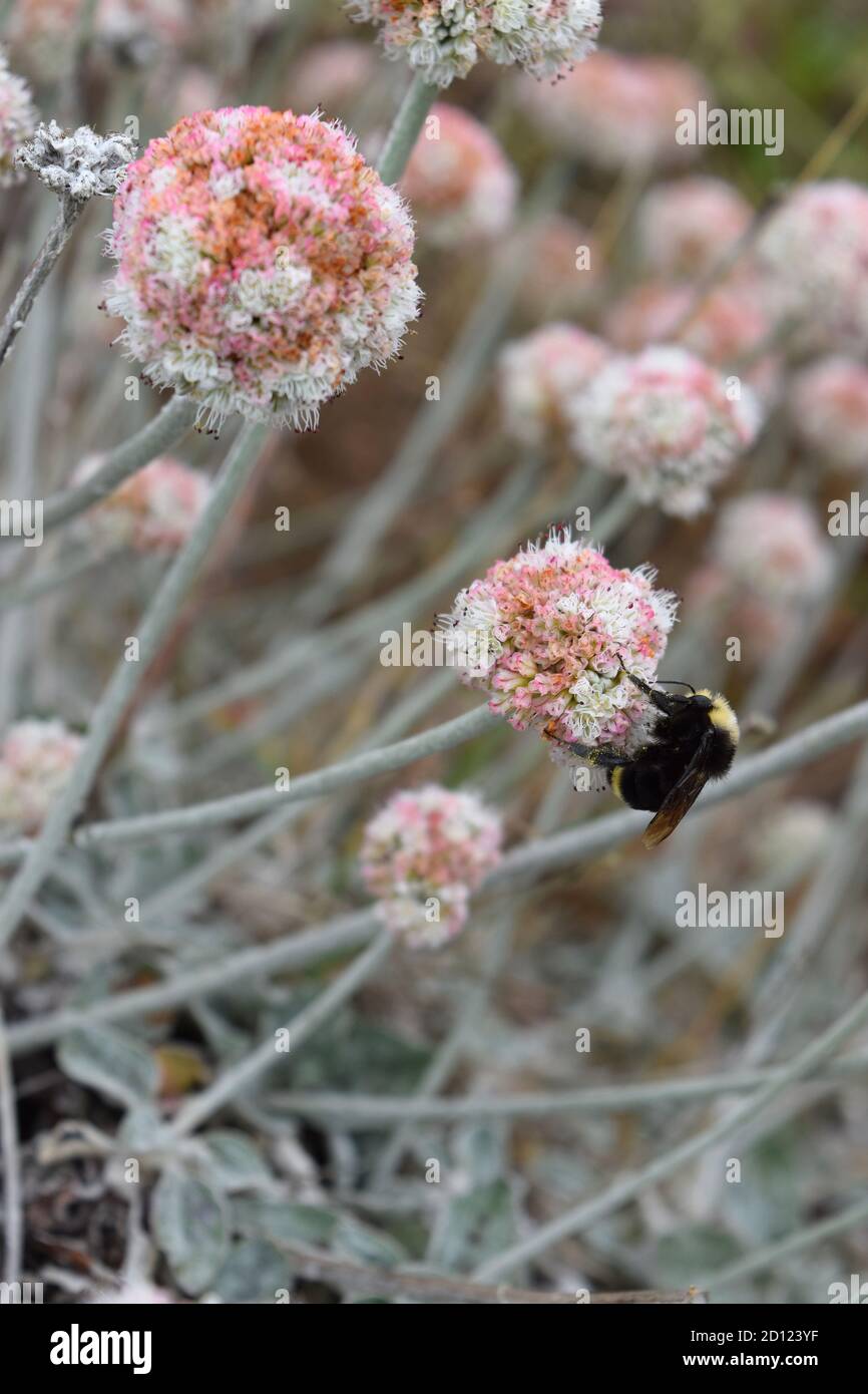 Van Dyke's bumblebee (bombus vandykei) hovering over buckwheat (eriogonum latifolia) flowers at Point Reyes National Seashore. Stock Photo