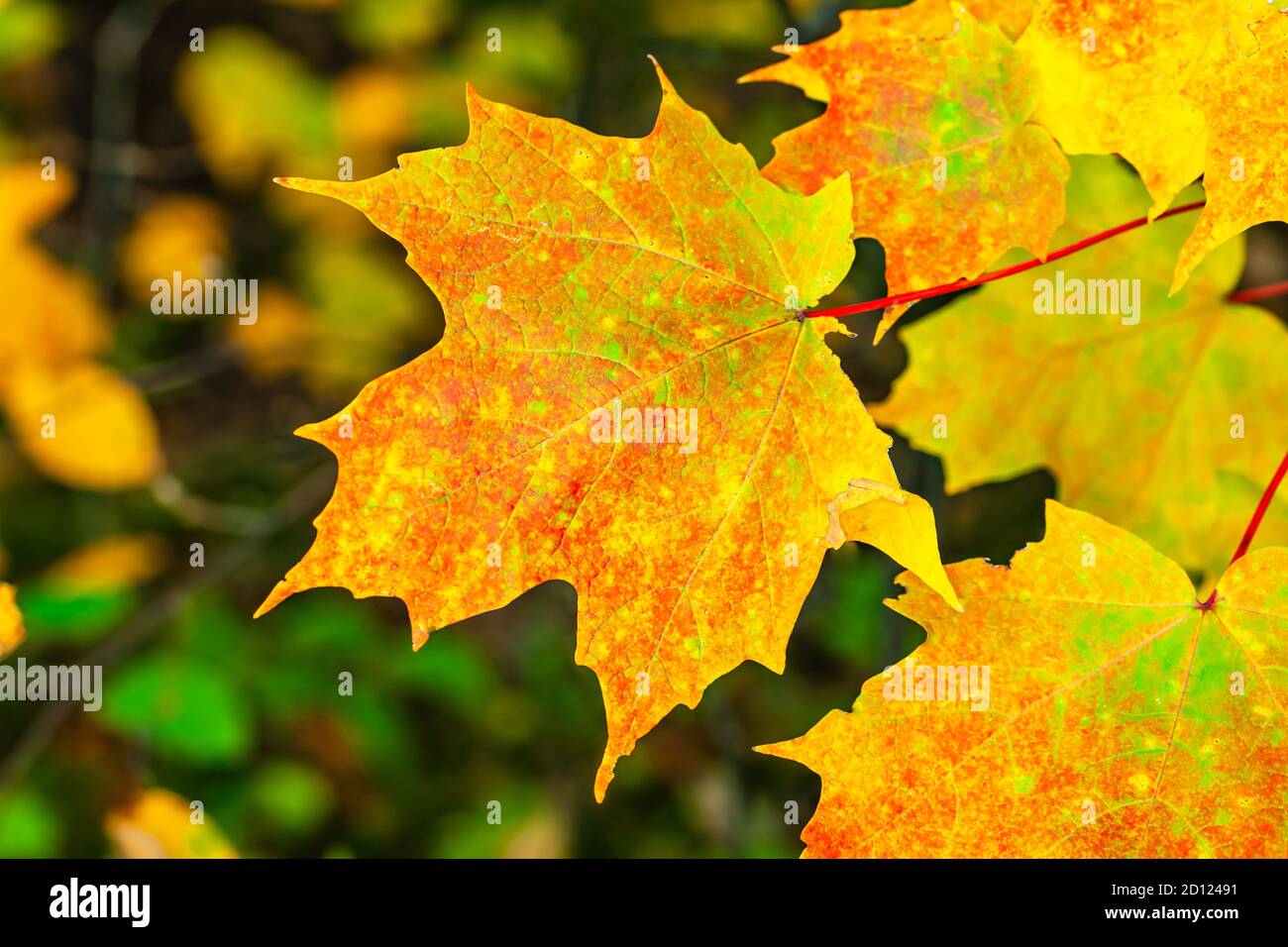 Colorful fall leaf hi-res stock photography and images - Alamy