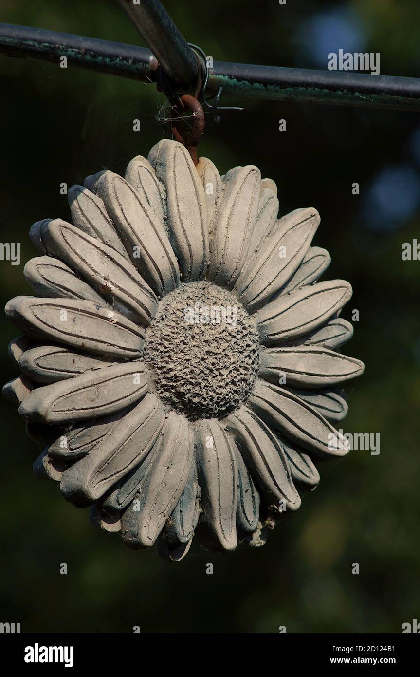 Ornamental sunflower hanging in the garden Stock Photo
