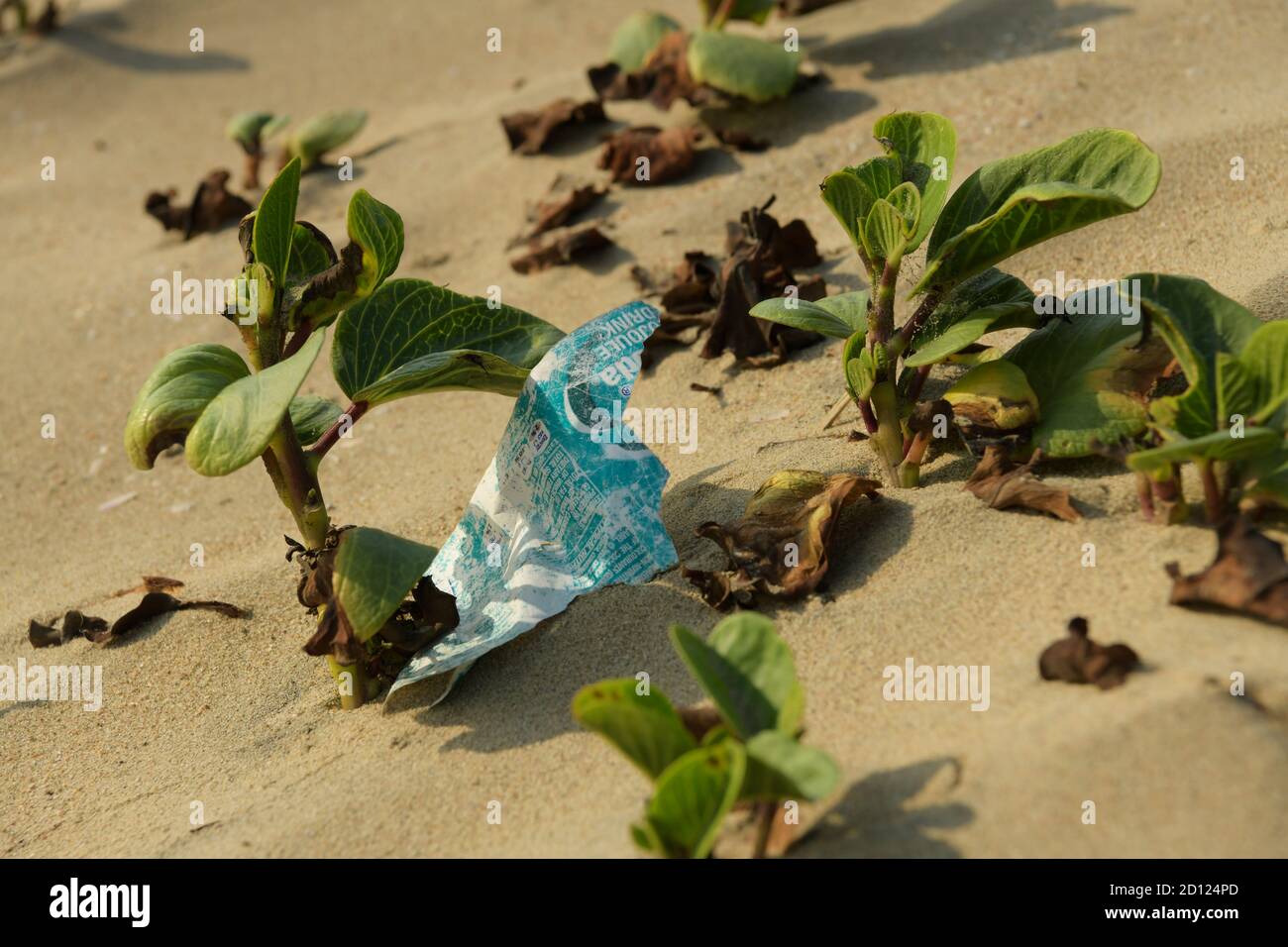 Plastic pollution, food packaging in sand next to plant, South Africa, object, still life, illustration, carbon footprint, recycling, waste, litter Stock Photo