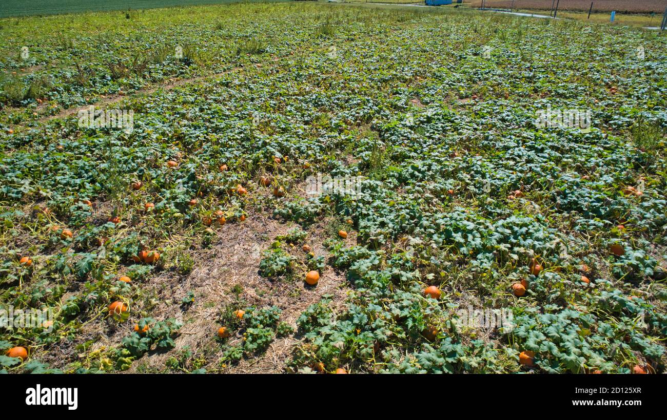 Aerial downward view of pumpkins growing in the fields on a sunny day ...
