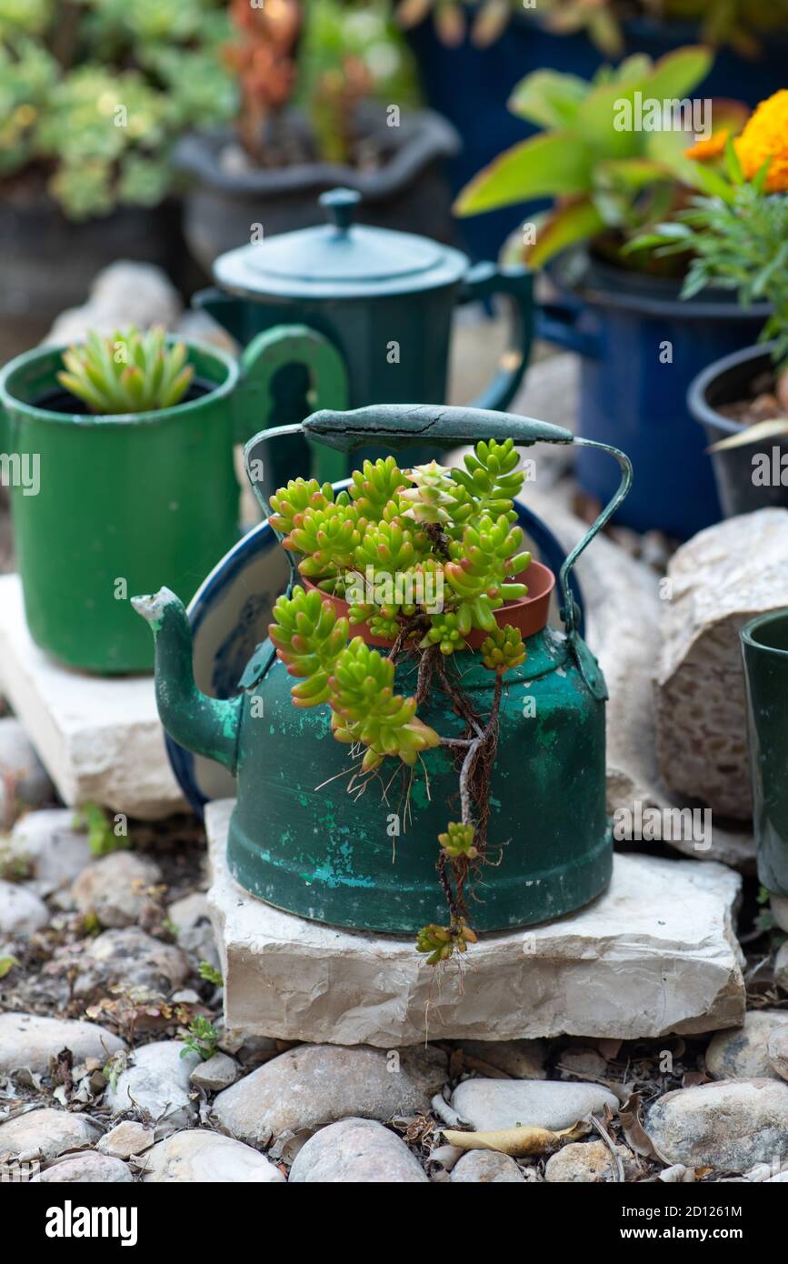 Reused planter ideas. Second-hand kettles, saucepans, old teapots turn into  garden flower pots. Recycled garden design and low-waste lifestyle Stock  Photo - Alamy