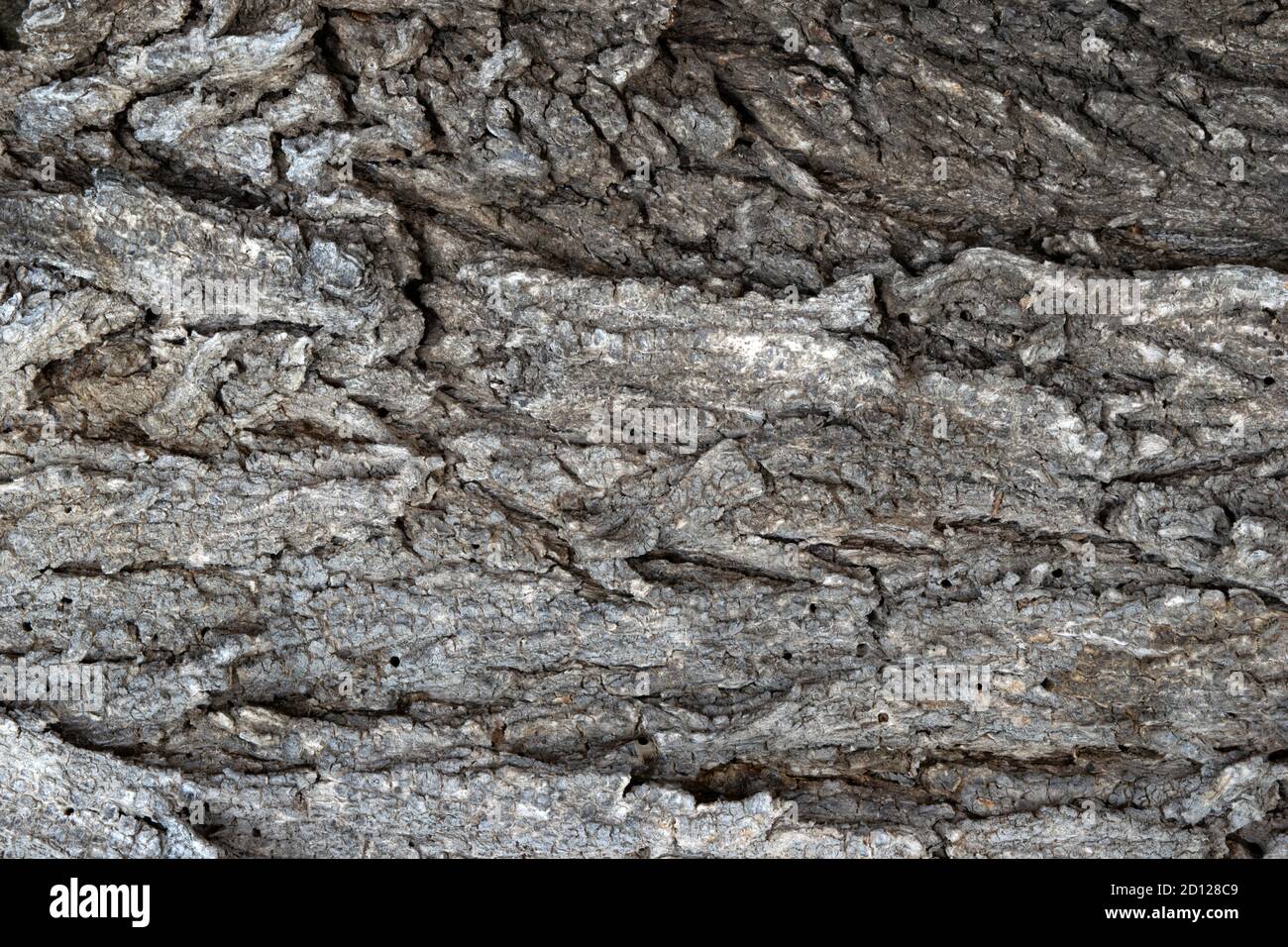 image of a section of old elm bark for a background or texture Stock Photo