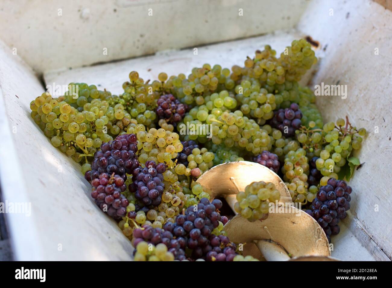 Grapes in old press for grapes crushed Stock Photo - Alamy - Vintage Crushed Red Grapes For Sale