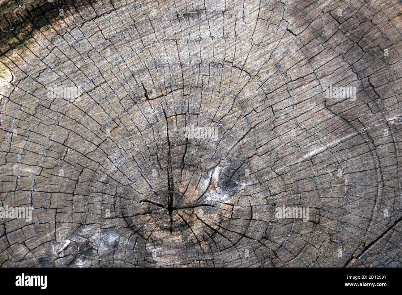 piece of wood natural background, old sawn elm Stock Photo