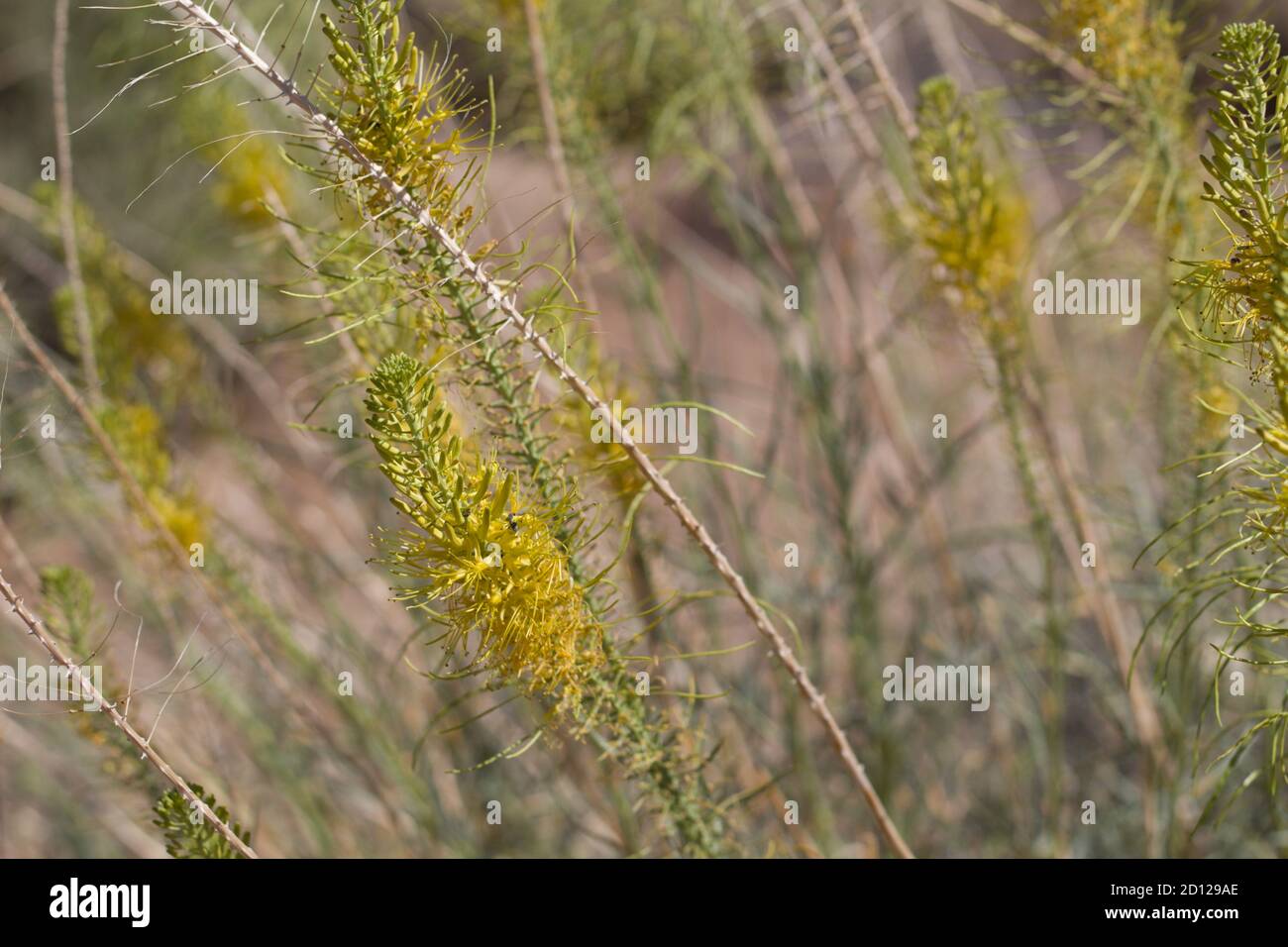 Yellow raceme inflorescences, Princes Plume, Stanleya Pinnata, Brassicaceae, native subshrub, Joshua Tree National Park, South Mojave Desert, Summer. Stock Photo