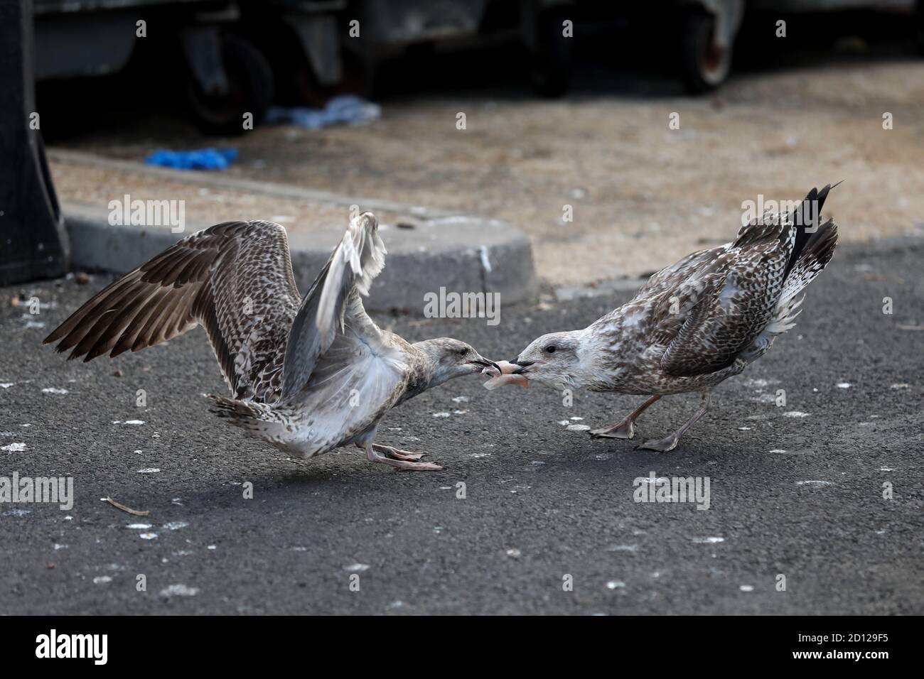 Seagulls fighting over fish around the bins at the fish market in Hastings, East Sussex, UK. Stock Photo