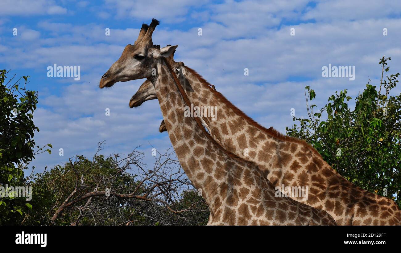 Group of three Angolan giraffes (giraffa camelopardalis angolensis, namibian giraffe) standing side by side with shifted heads in Chobe National Park. Stock Photo
