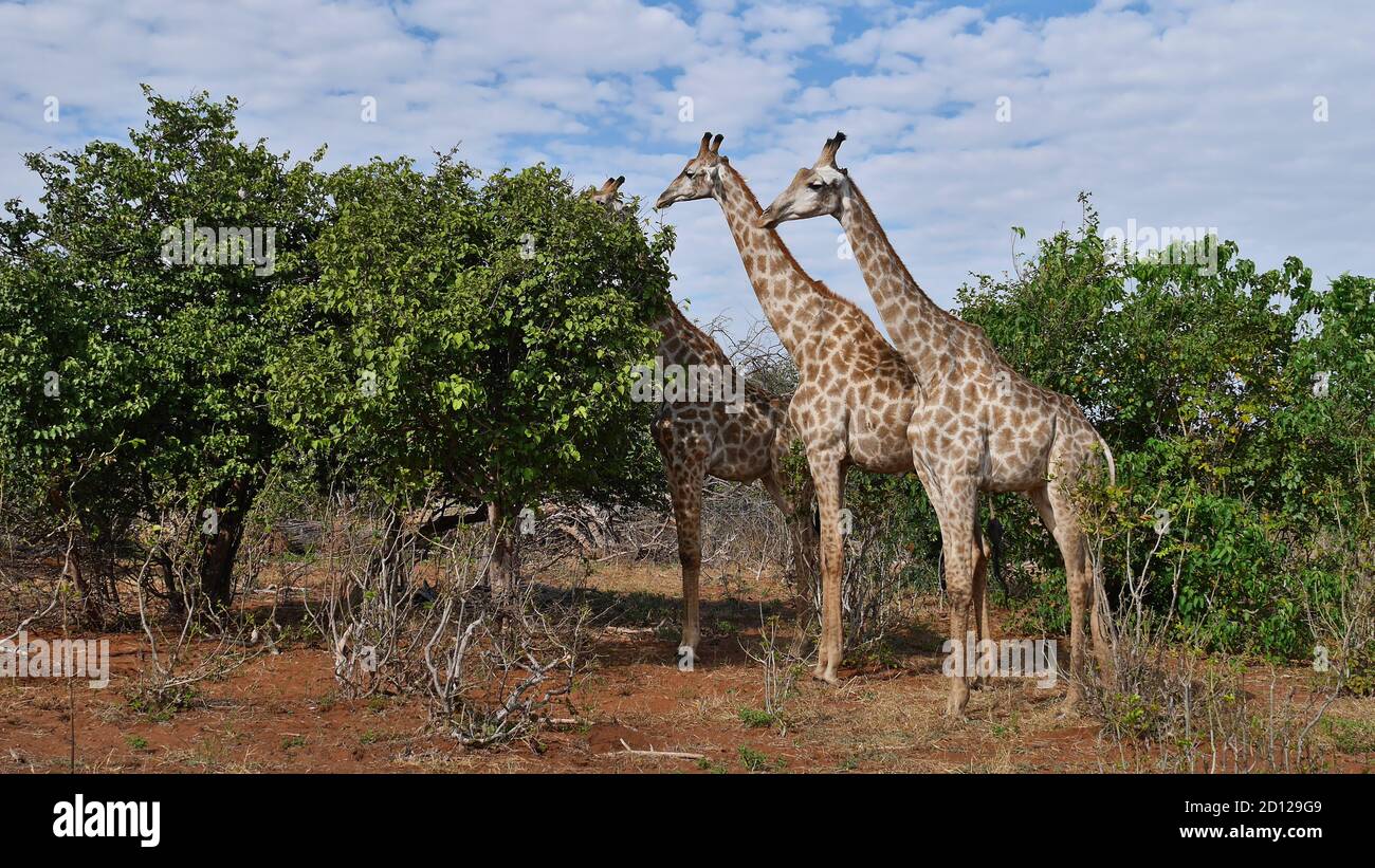 Group of three Angolan giraffes (giraffa camelopardalis angolensis, namibian giraffe) standing in a row in Chobe National Park, Botswana, Africa. Stock Photo