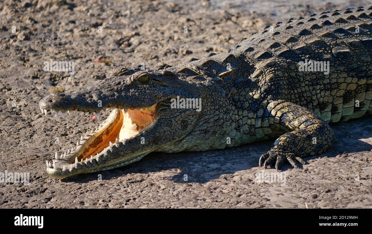Closeup view of head of dangerously looking full-grown nile crocodile (crocodylus niloticus) with mouth open and visible teeth, Chobe National Park. Stock Photo