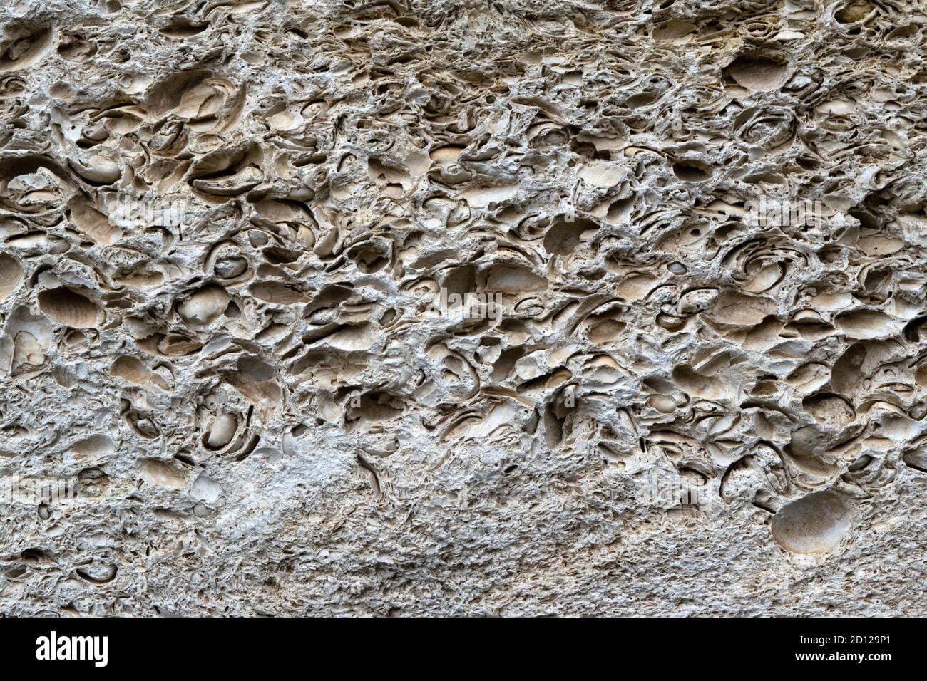 Shell rock geology sample closeup. Rock consist of many small sea