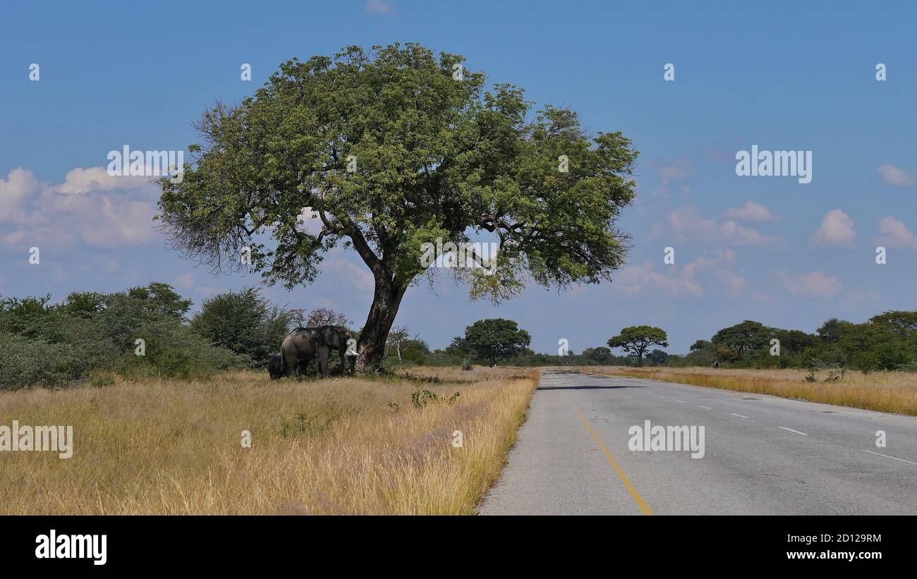 African elephants (loxodonta) grazing under large camel thorn tree (vachellia erioloba) nearby the main road between Kasane and Nata in Kalahari. Stock Photo