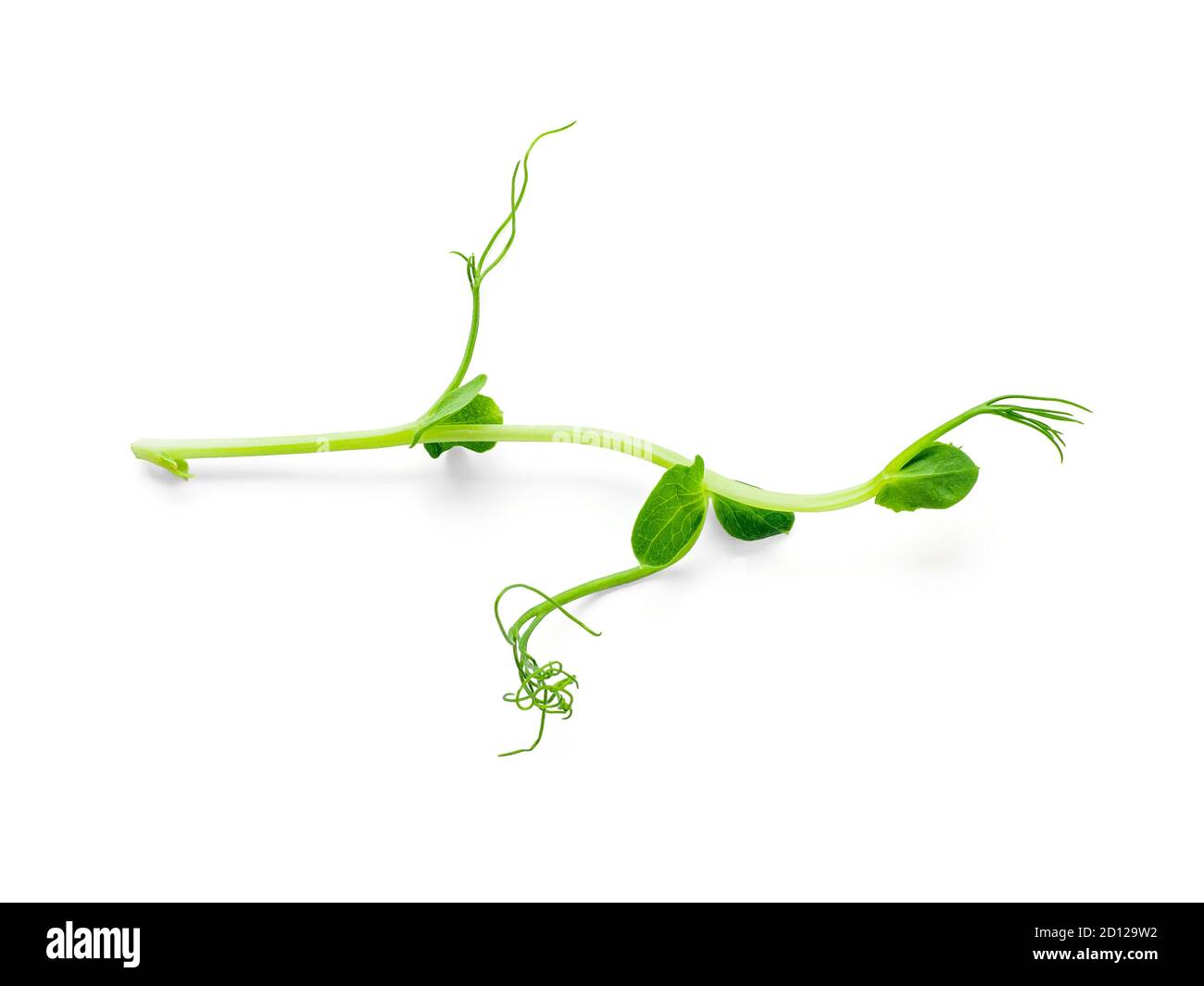 Micro greens - sprouts peas isolated on white background. Top view or flat lay. Stock Photo
