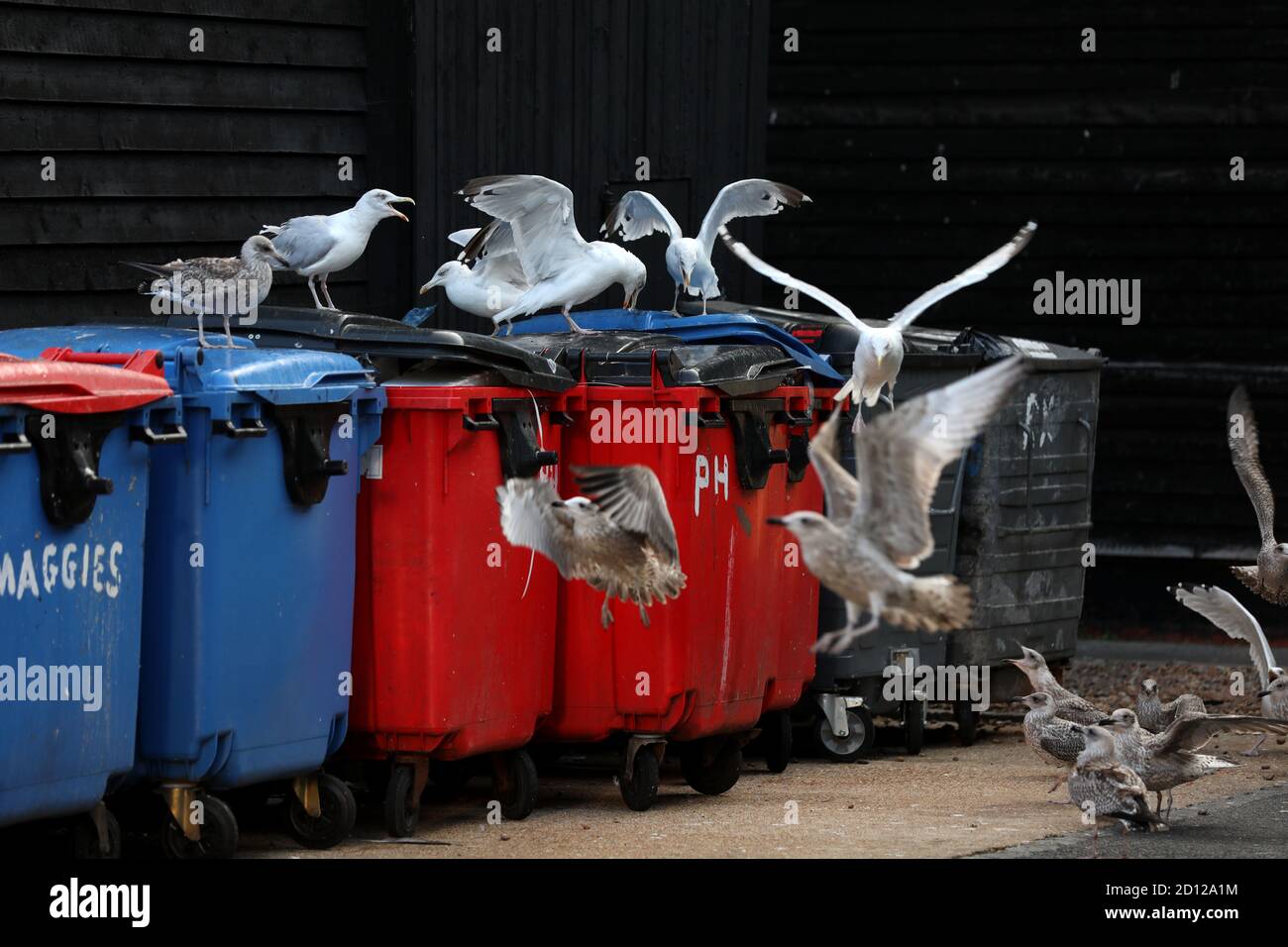 Seagulls fighting over fish around the bins at the fish market in Hastings, East Sussex, UK. Stock Photo