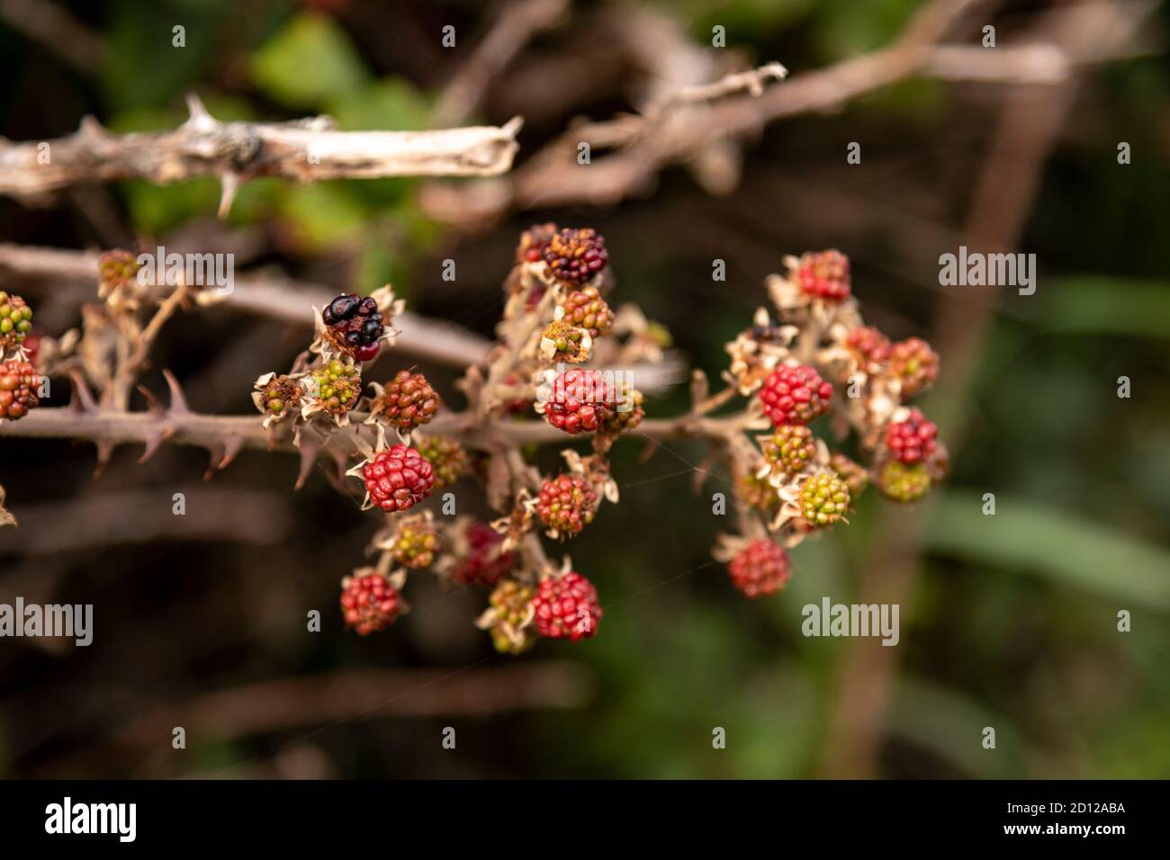 Unripe hedgerow blackberries, Anglesey, North Wales Stock Photo