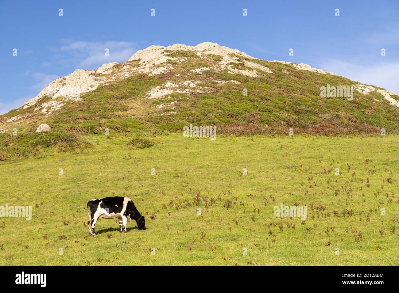 Friesian Cow on the Anglesey Coastal Path, North Wales Stock Photo