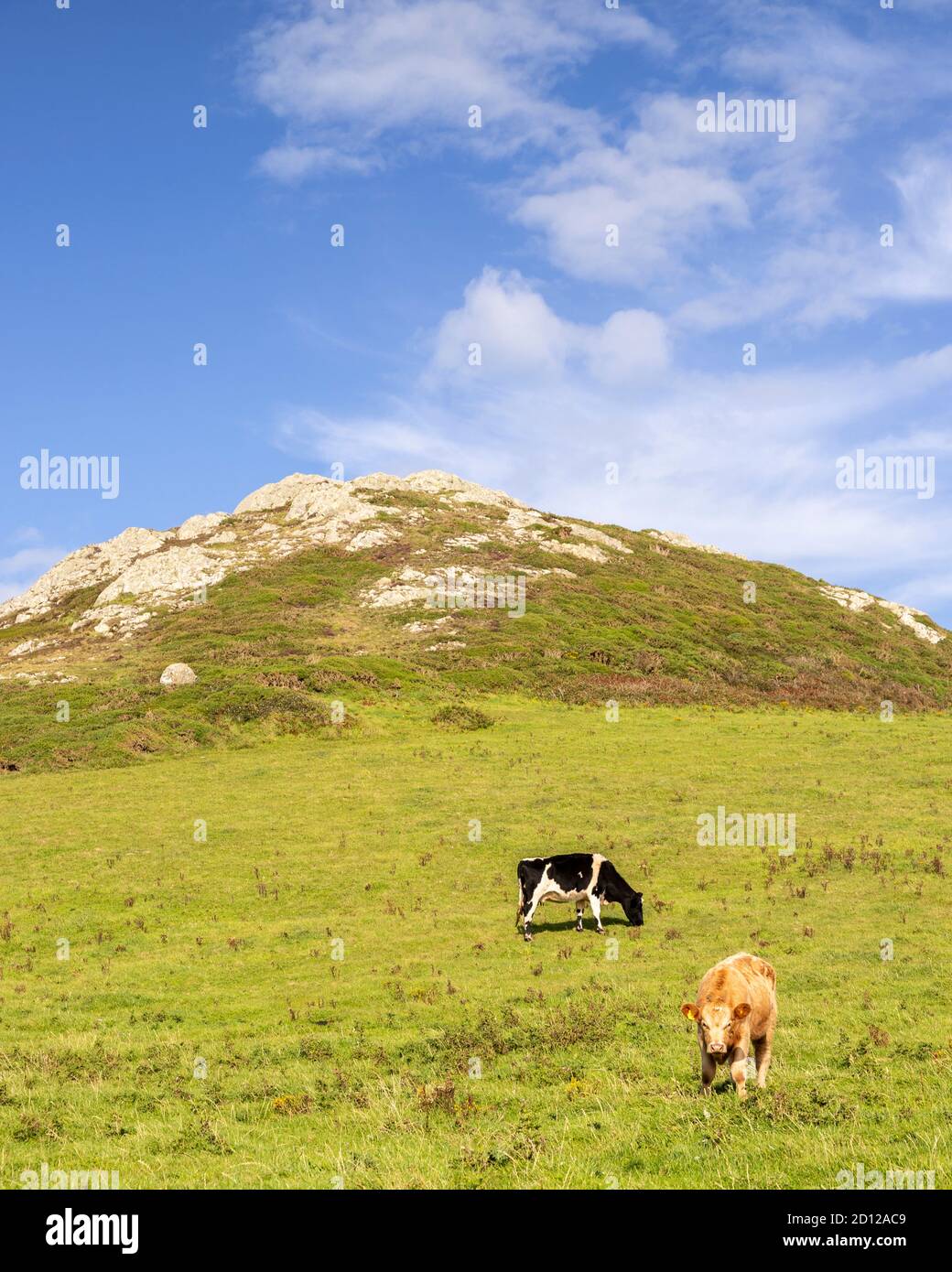 Cows on the Anglesey Coastal Path, North Wales Stock Photo