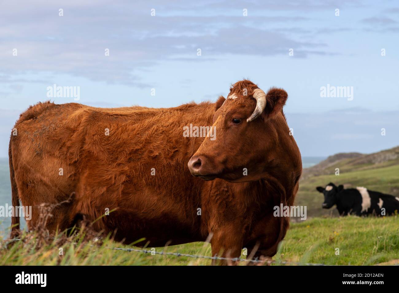 Brown cow on the Anglesey Coastal Path, North Wales Stock Photo