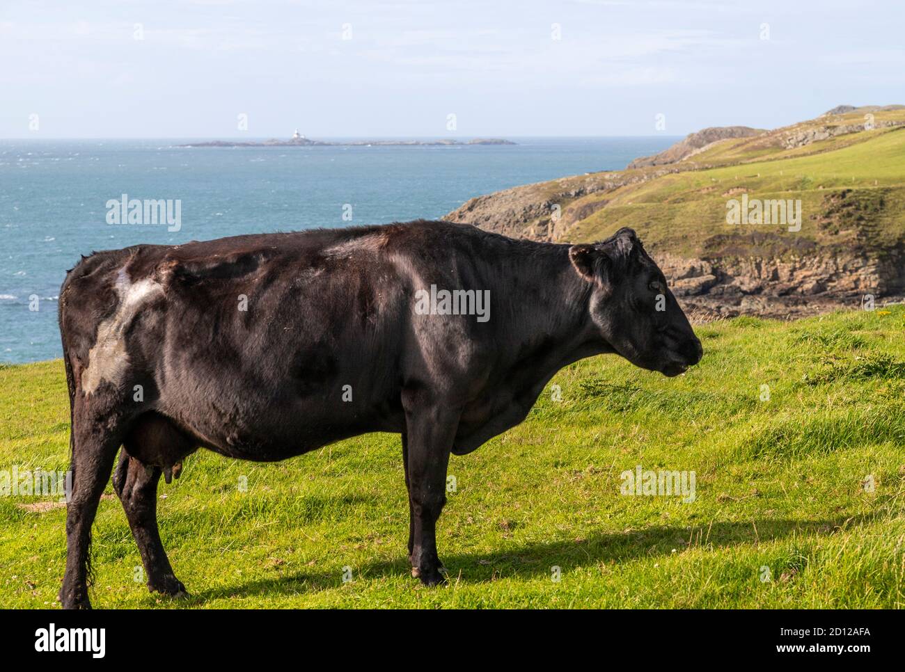 Black cow on the Anglesey Coastal Path, North Wales Stock Photo