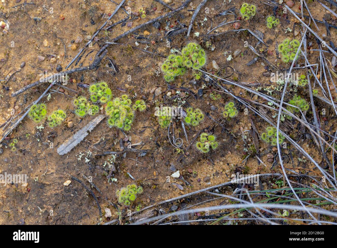 Drosera glanduligera close to Chittering, Western Australia Stock Photo