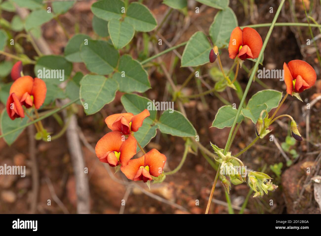 orange flowers of Kennedia coccinea close to Chittering in Western Australia Stock Photo