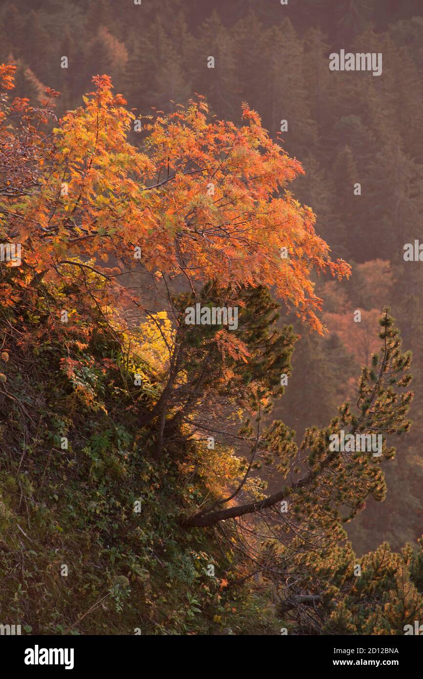 geography / travel, Switzerland, autumn evening at Dent du Jaman, Waadt, Additional-Rights-Clearance-Info-Not-Available Stock Photo