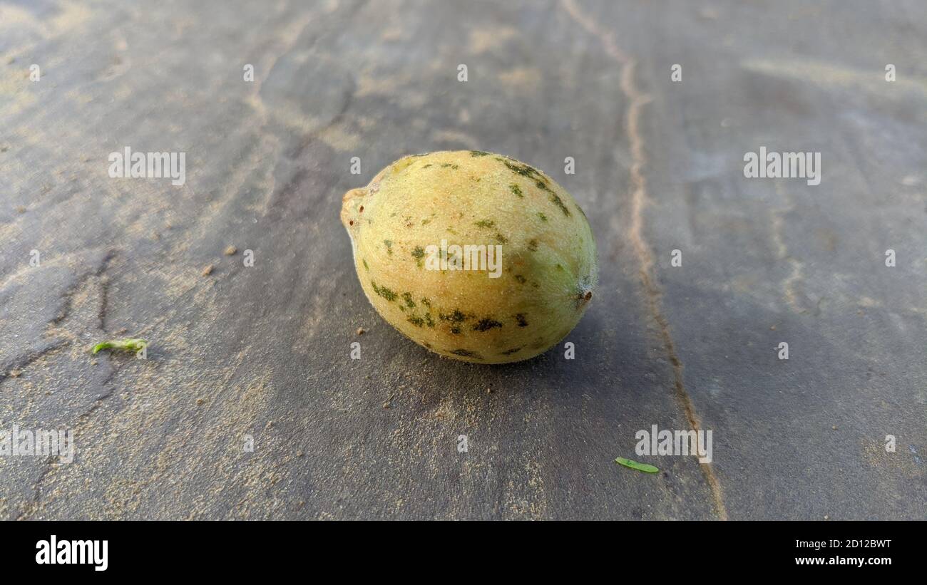 Closeup image of indian yellow cucumber with white background,mostly found in south india named vellerika or kani vellari Stock Photo