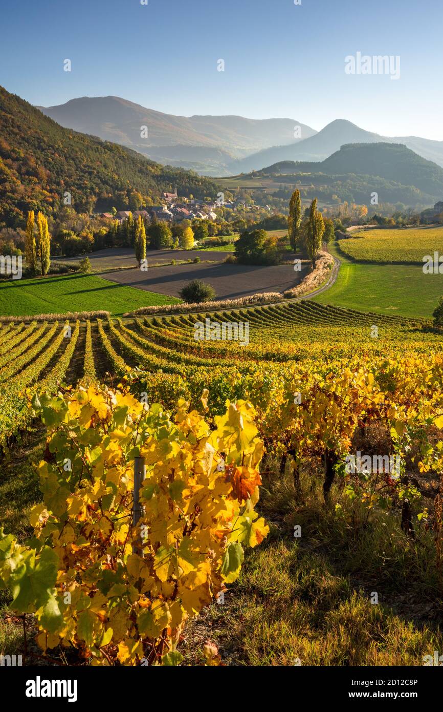 Vineyards, winery and grape vines in the Hautes-Alpes with the village of Valserres in Autumn. Avance Valley, European Alps, France Stock Photo