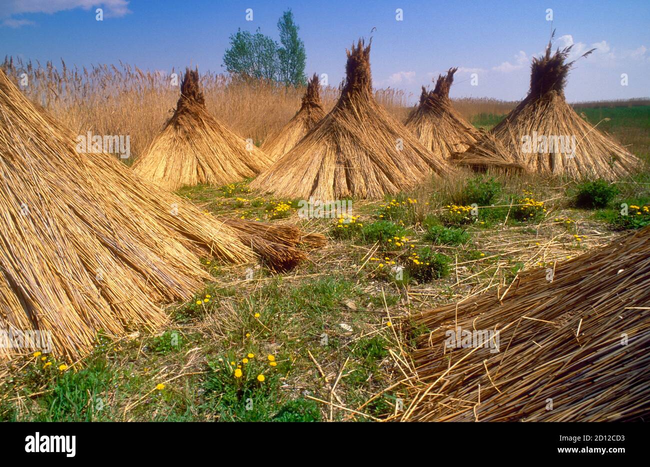 geography / travel, Austria, Burgenland, Purbach, set reed sheafs, Additional-Rights-Clearance-Info-Not-Available Stock Photo