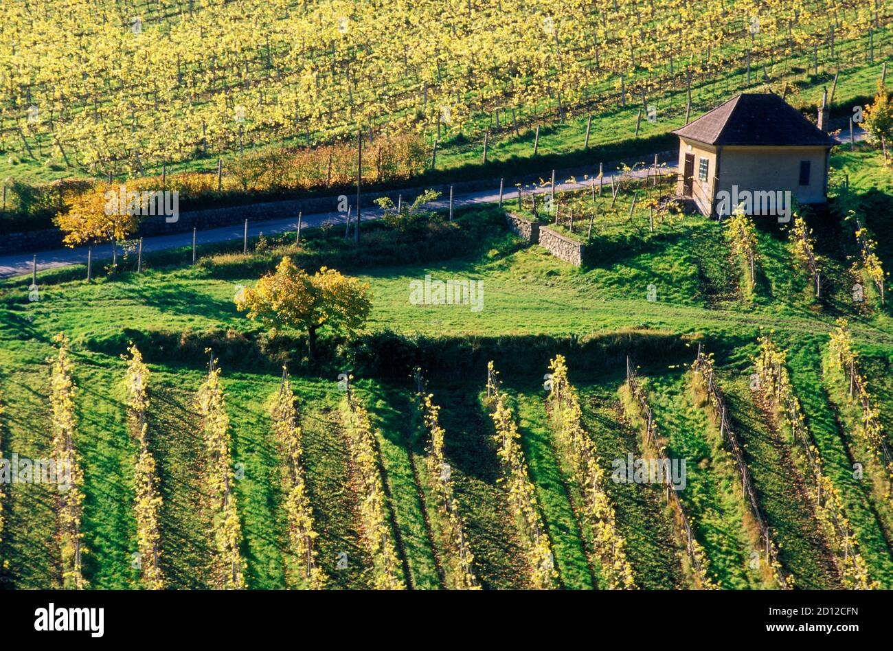geography / travel, Austria, Vienna, vineyard, vineyard with way and