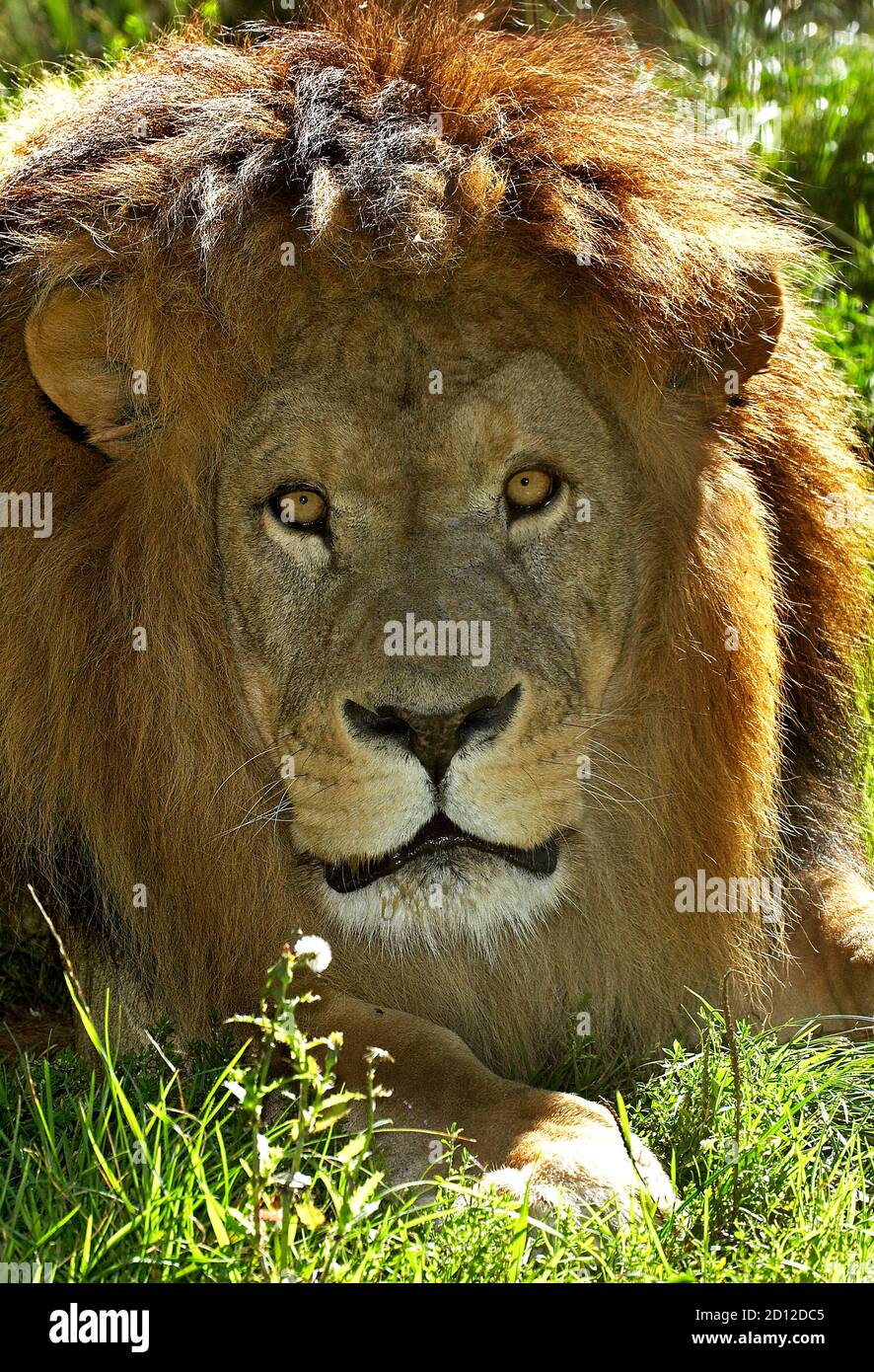 African Lion, panthera leo, Portrait of Male Stock Photo - Alamy