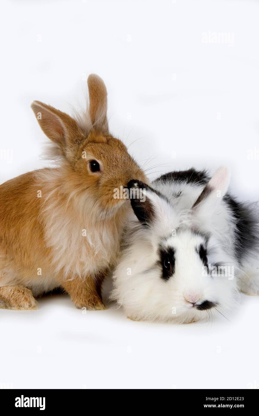 Red with Black and White Dwarf Rabbit against White Background Stock ...