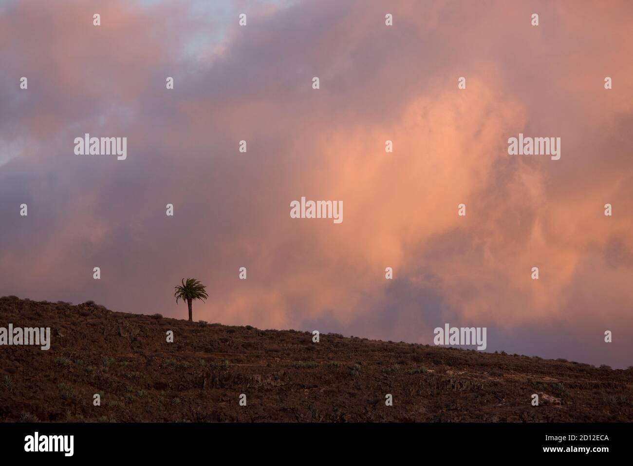 geography / travel, Spain, Canary Islands, La Gomera, palm near Gerian, Additional-Rights-Clearance-Info-Not-Available Stock Photo