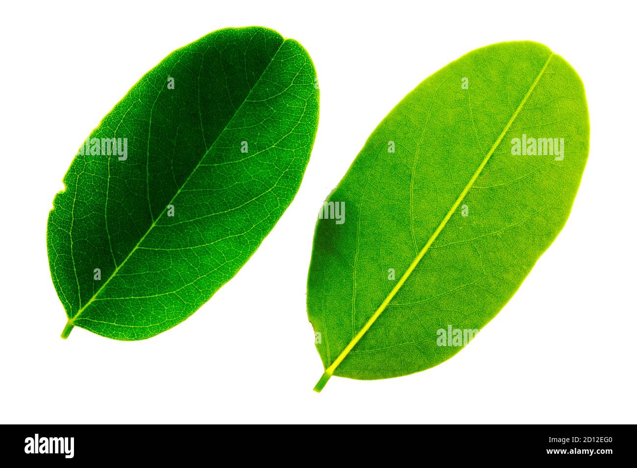 two leaves of acacia isolated on the white background, the top and bottom side of the sheet Stock Photo