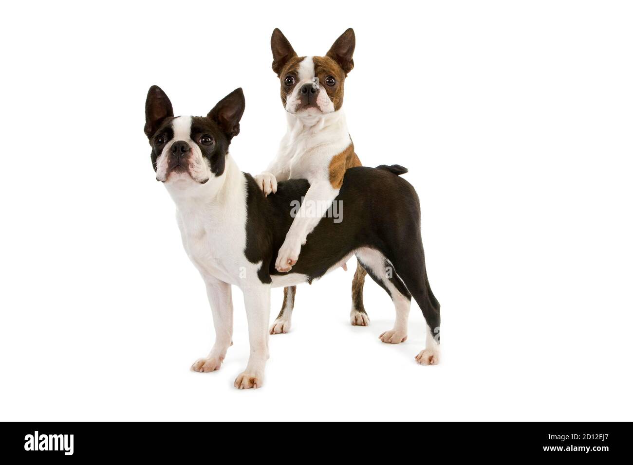 Boston Terrier, Dog standing against white Background Stock Photo - Alamy