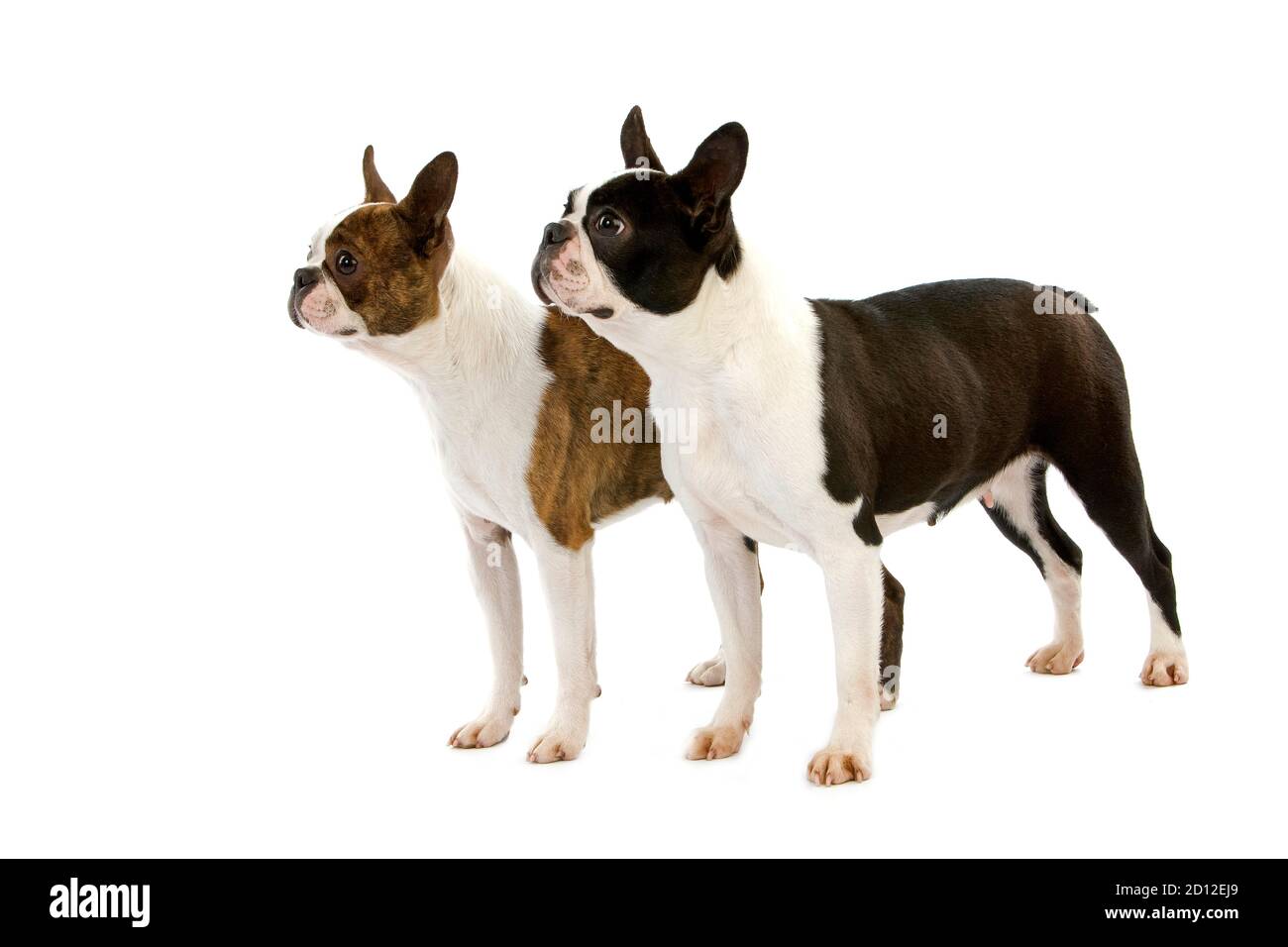 Boston Terrier, Dog standing against white Background Stock Photo - Alamy