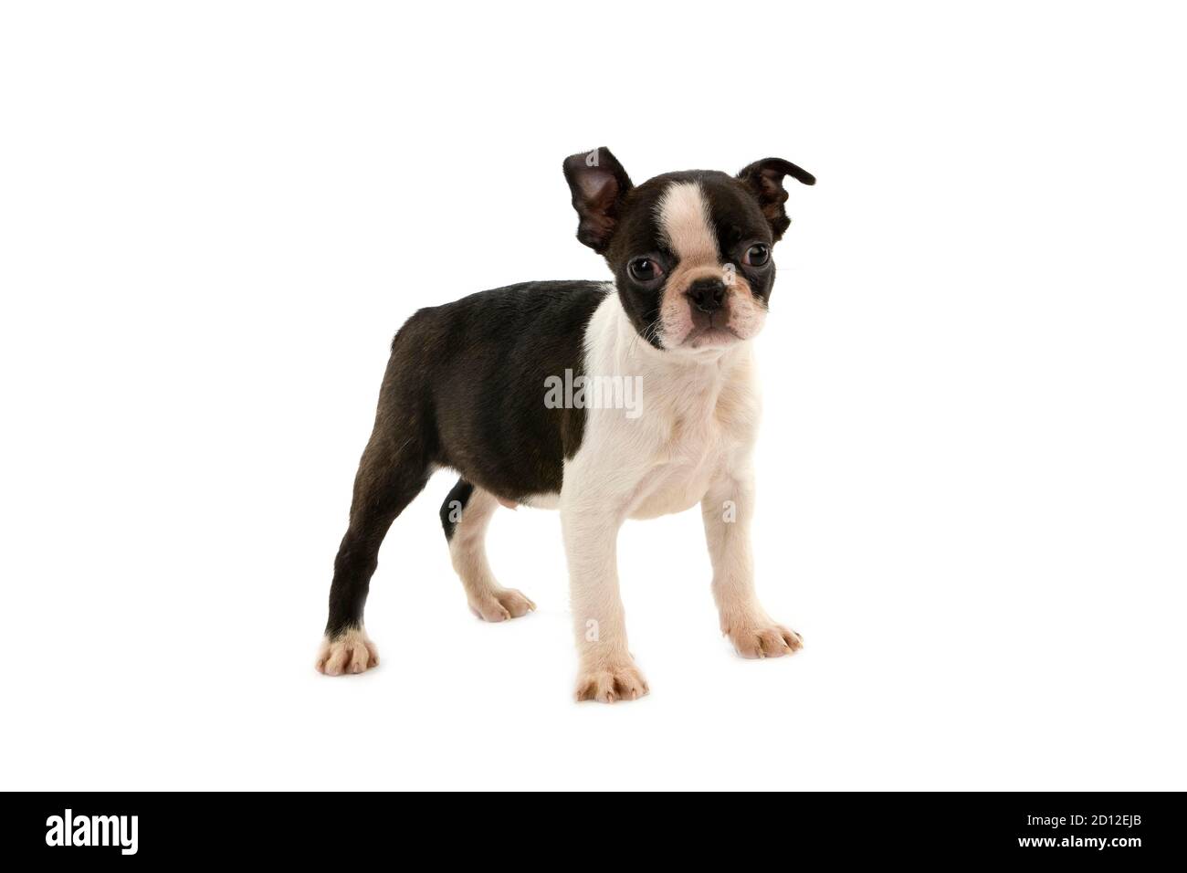 Boston Terrier Dog, Pup standing against white Background Stock Photo ...