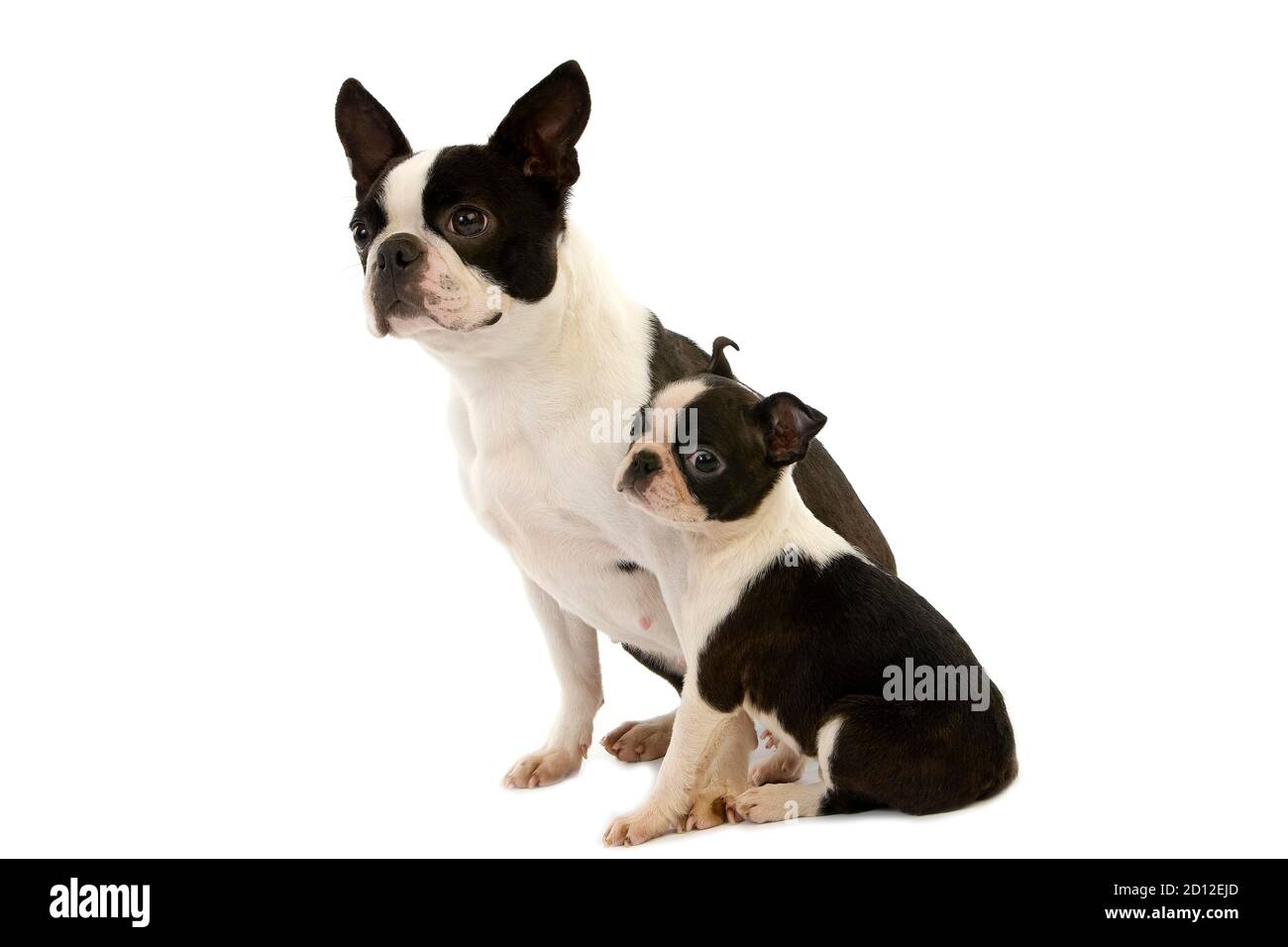 Boston Terrier Dog, Mother with Pup sitting against white Background ...