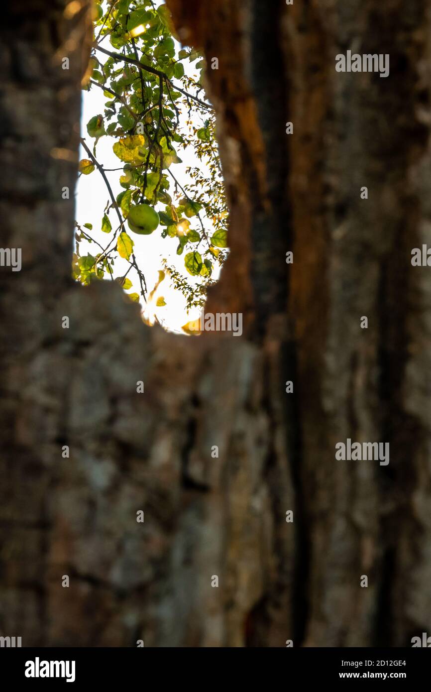Ein alter Apfelbaum mit einem hohlen Stamm hat ein Loch, durch das die Sonne durchscheint. Durch das Loch sieht man auch einen reifen Apfel am Zweig, Stock Photo